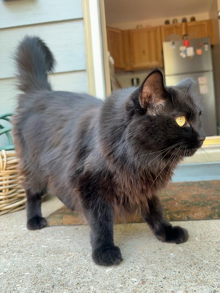cat